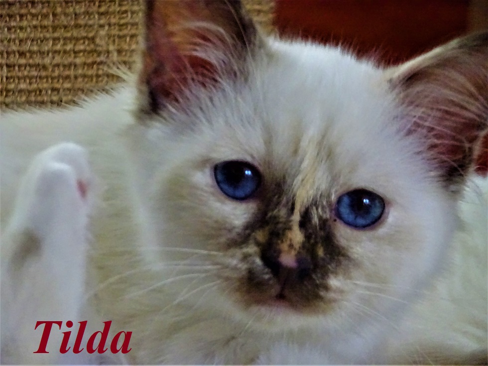 Tilda the cosy One – Heilige Birma, Chocolate Tortie Point – Foto 5