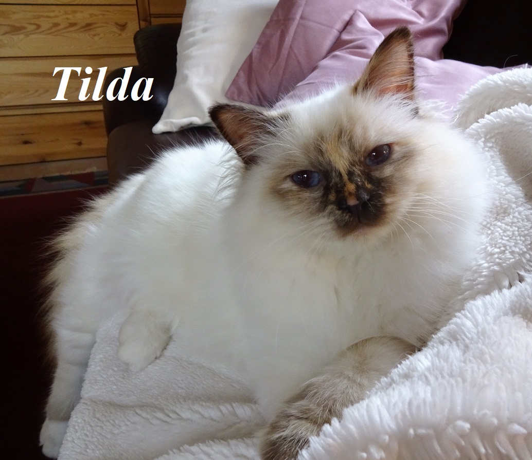 Tilda the cosy One – Heilige Birma, Chocolate Tortie Point – Foto 3
