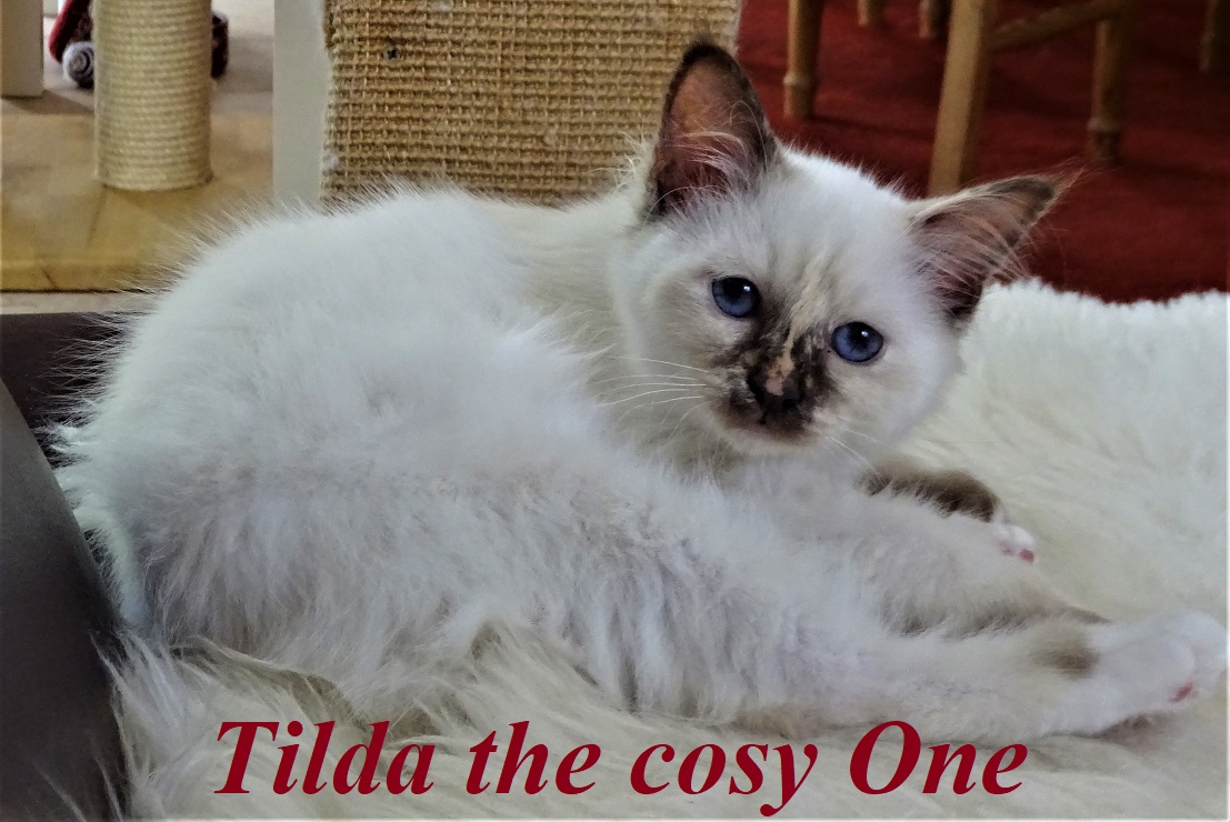 Tilda the cosy One – Heilige Birma, Chocolate Tortie Point – Foto 4
