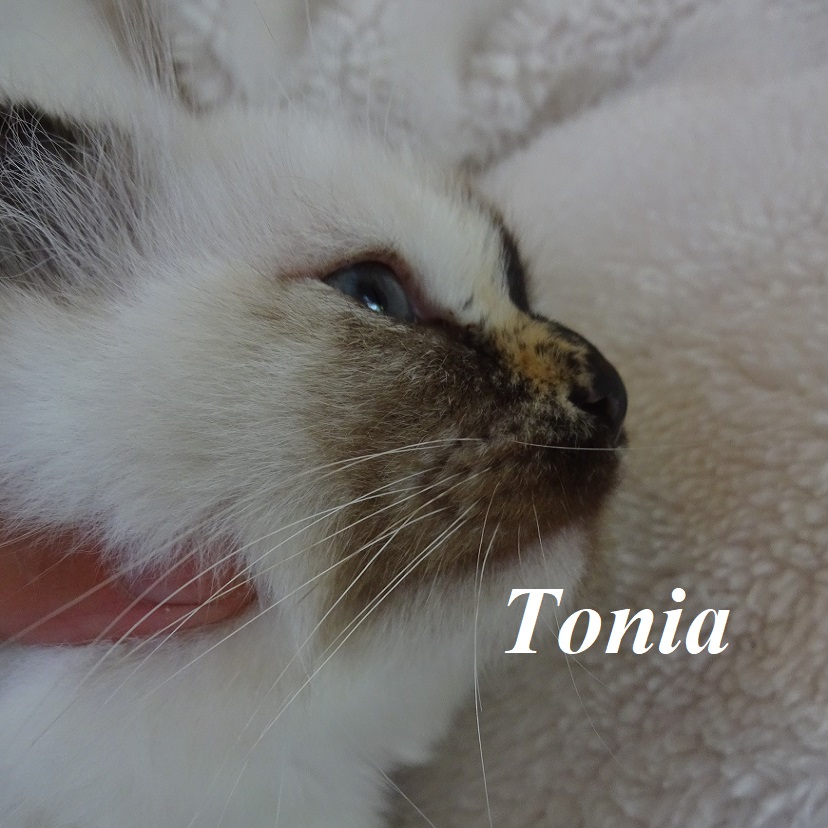 Tonia the cosy One – Heilige Birma, Seal Tortie Point – Foto 4