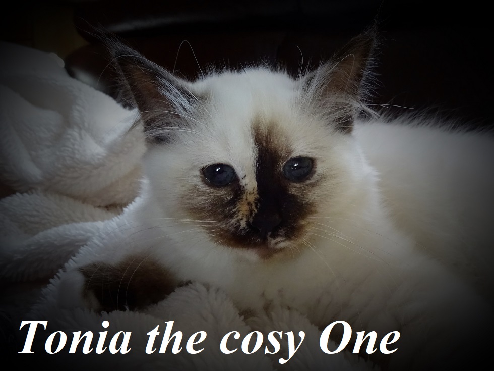 Tonia the cosy One – Heilige Birma, Seal Tortie Point – Foto 3