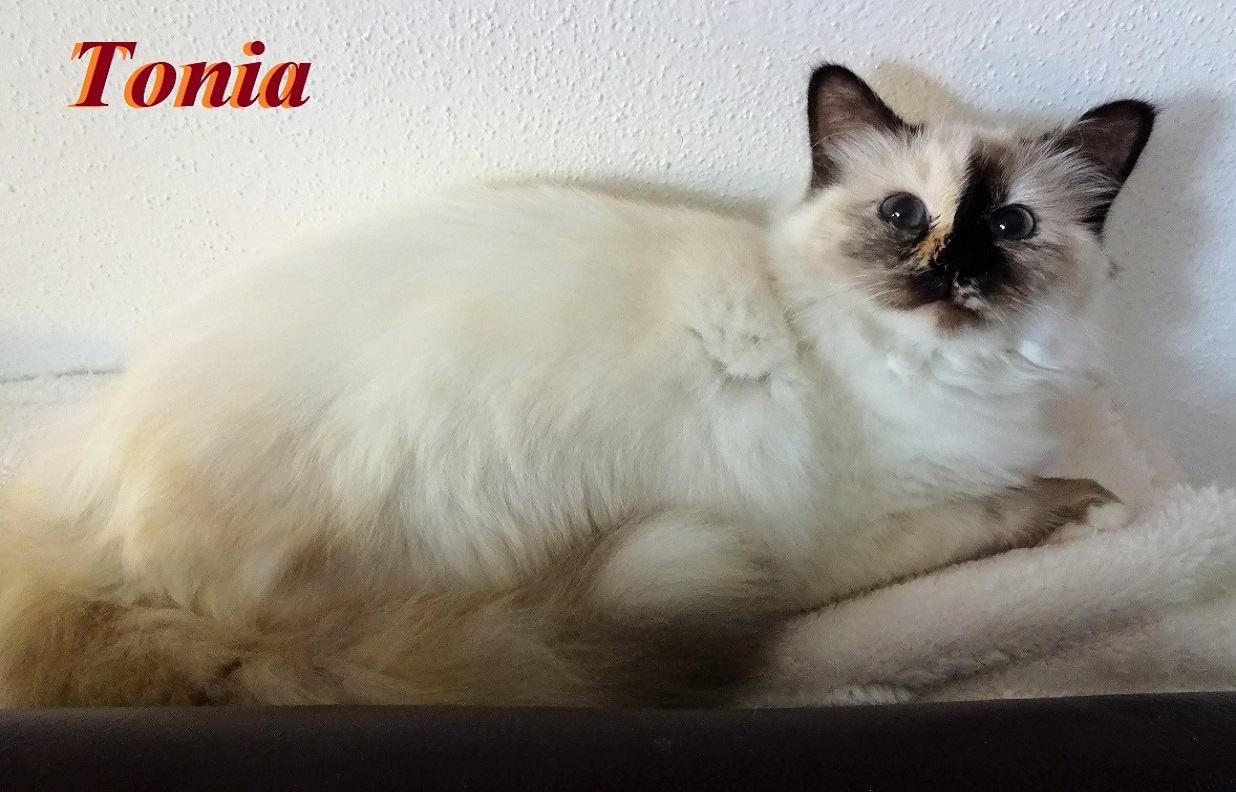 Tonia the cosy One – Heilige Birma, Seal Tortie Point – Foto 2