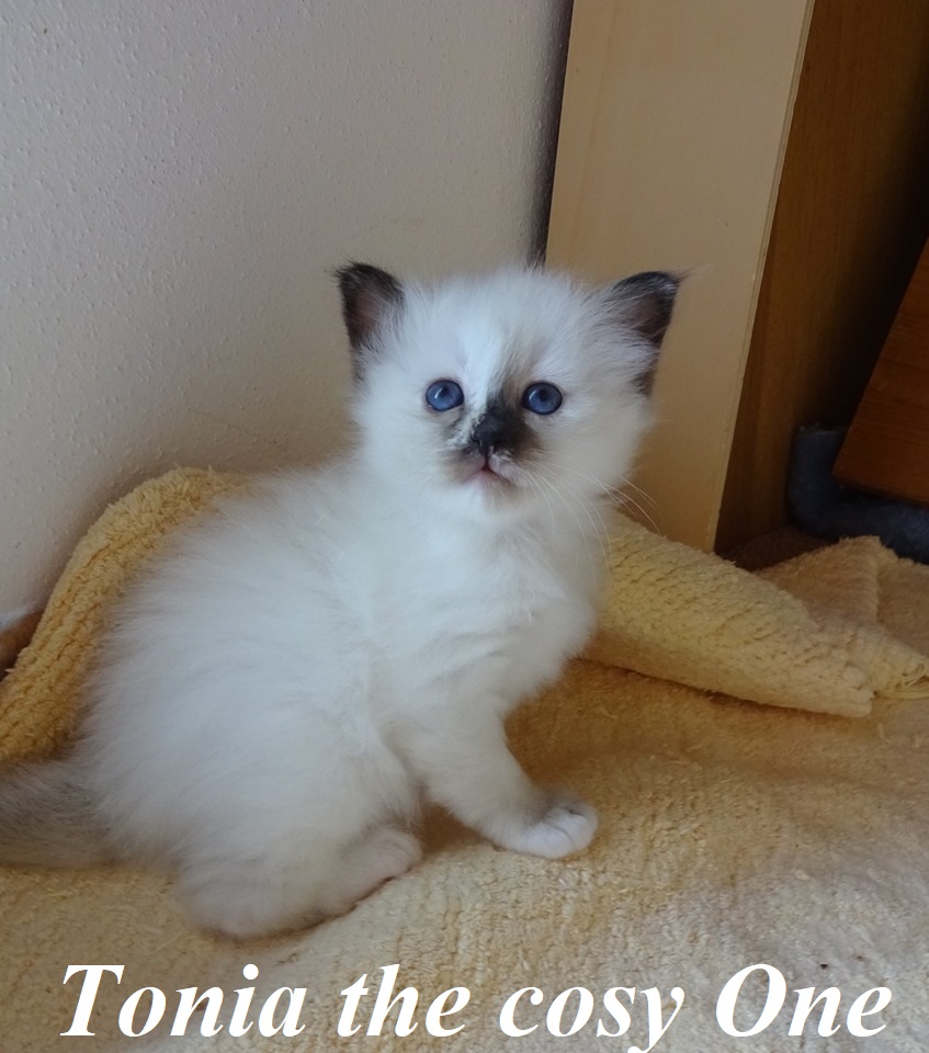 Tonia the cosy One – Birman (Sacred Birman) kitten, Chocolate Tortie Point