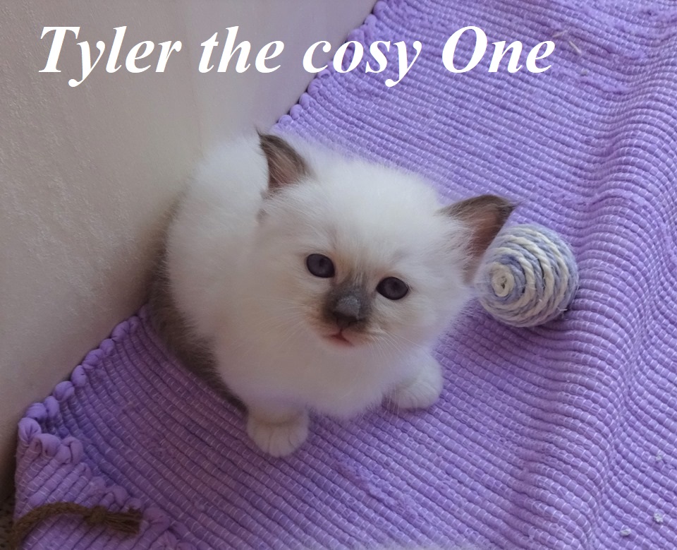 Tyler