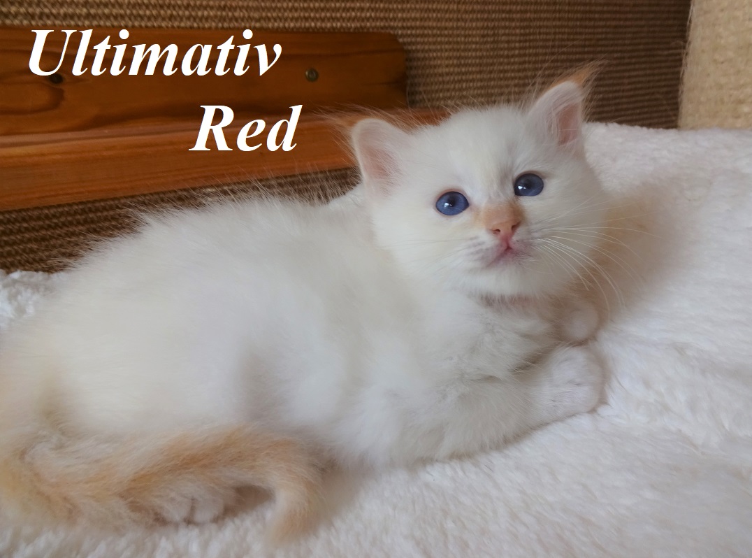 Ultimativ Red the cosy One – Birma (Heilige Birma) Kitten, Red Tabby Point – Foto 2