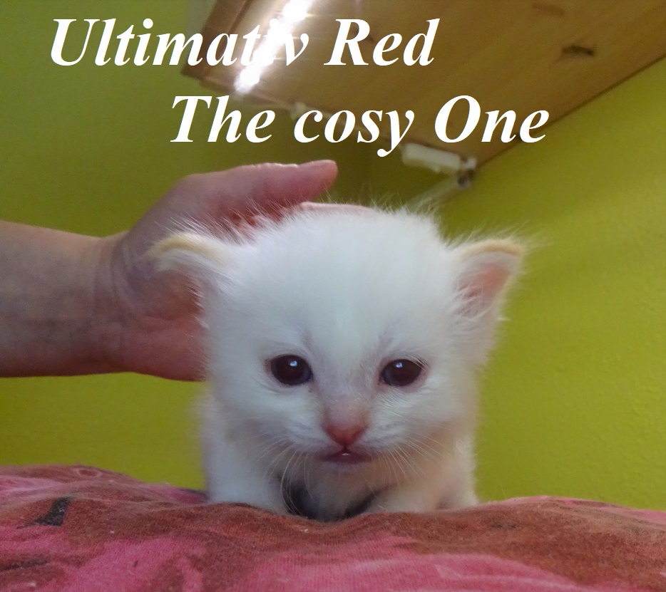 Ultimativ Red the cosy One – Birma (Heilige Birma) Kitten, Red Tabby Point – Foto 3