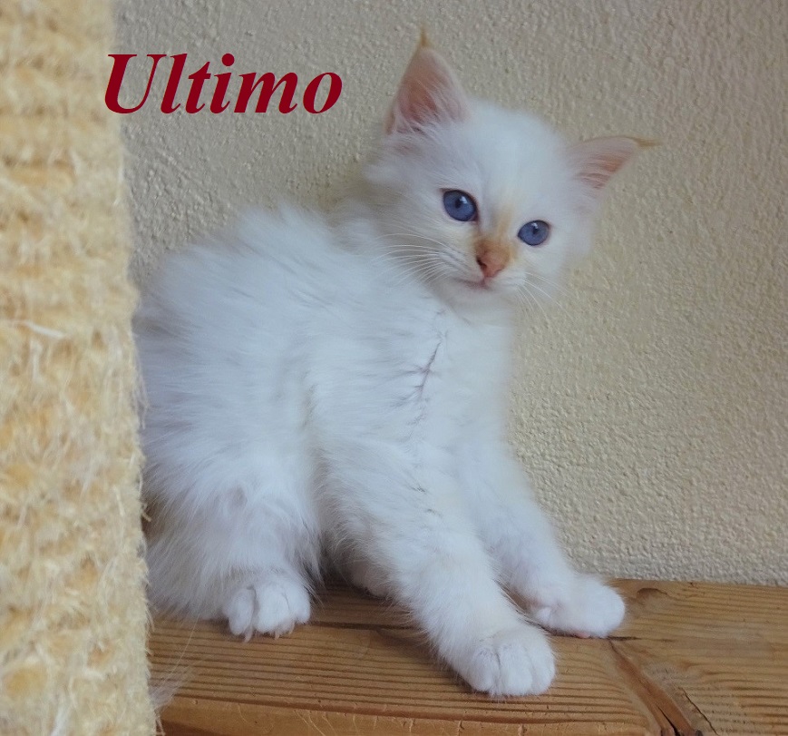 Ultimo – Birma (Heilige Birma) Kitten, Red Tabby Point – Foto 2