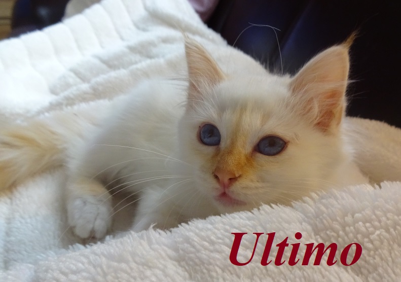 Ultimo
