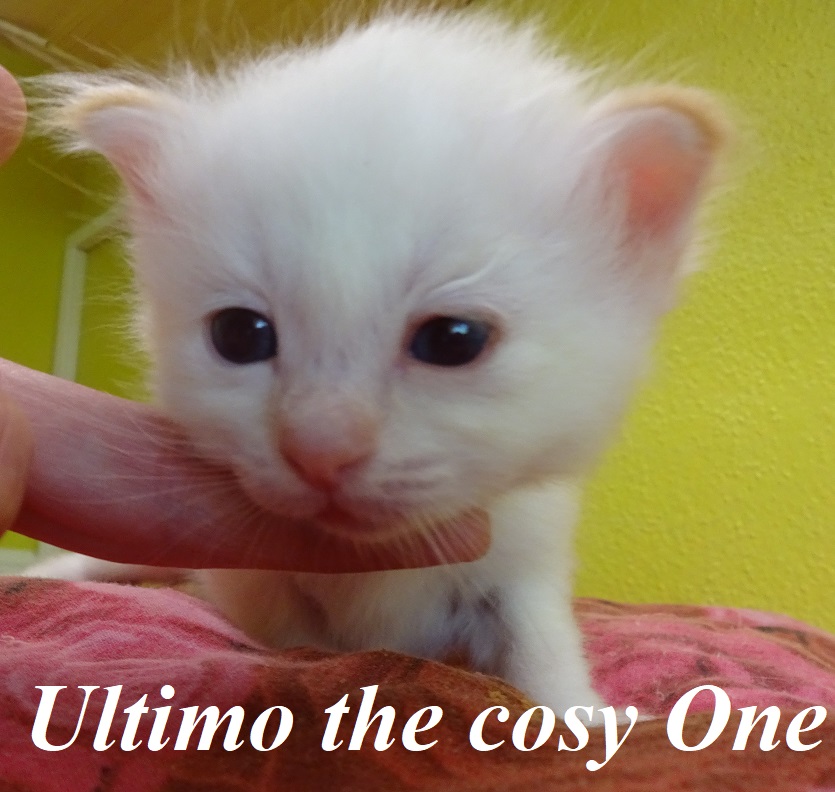 Ultimo – Birma (Heilige Birma) Kitten, Red Tabby Point – Foto 4