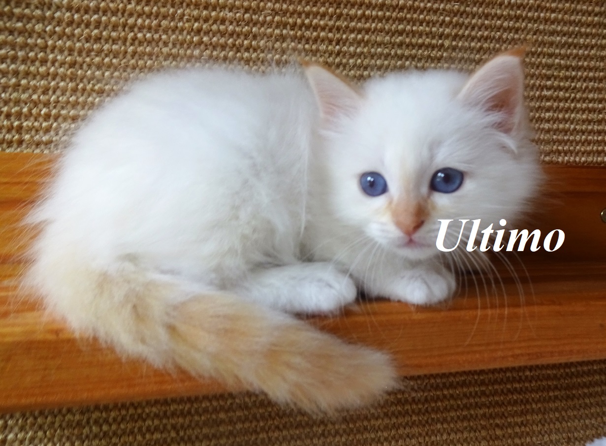 Ultimo – Birma (Heilige Birma) Kitten, Red Tabby Point – Foto 3