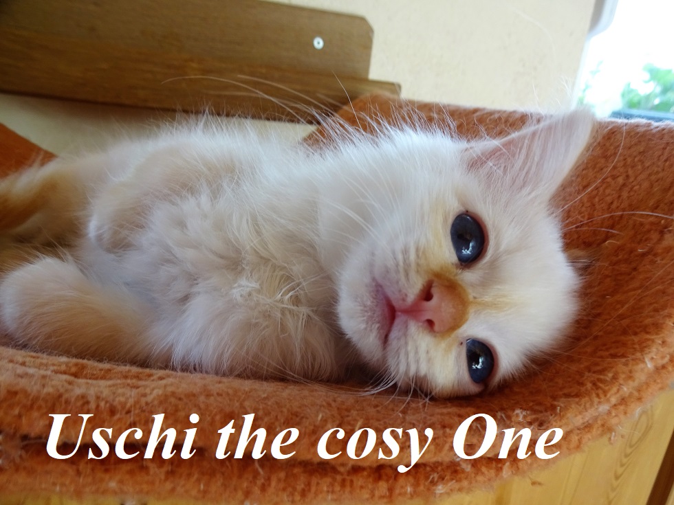 Uschi – Birma (Heilige Birma) Kitten, Red Tabby Point – Foto 2