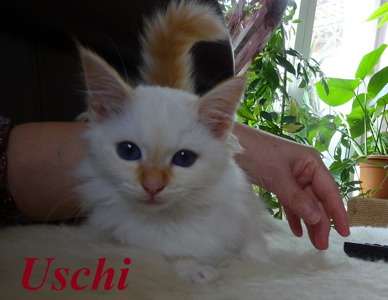 Uschi