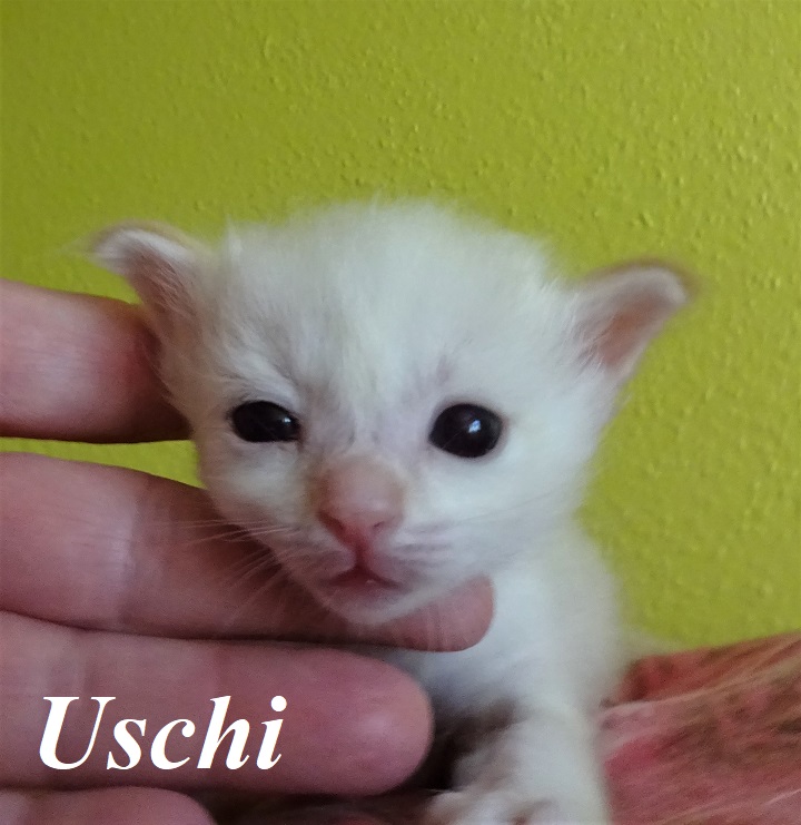 Uschi – Birma (Heilige Birma) Kitten, Red Tabby Point – Foto 4