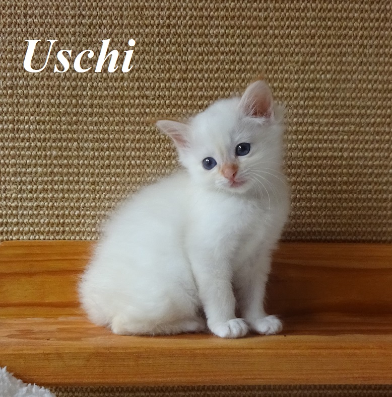 Uschi – Birma (Heilige Birma) Kitten, Red Tabby Point – Foto 3