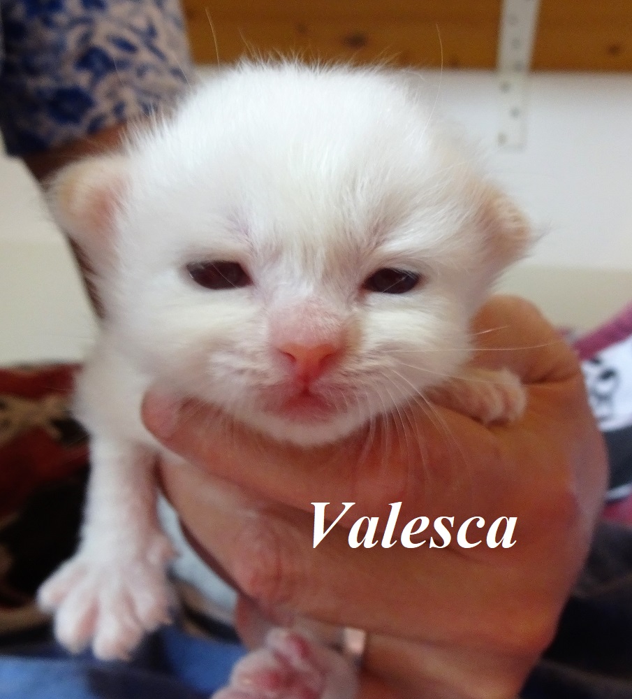 Valesca – Birma (Heilige Birma) Kitten, Red Point – Foto 2