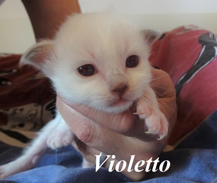 Violetto the cosy One – Birma (Heilige Birma) Kitten, Chocolate Point – Foto 3