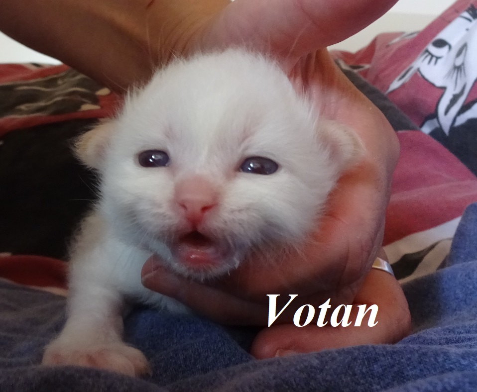 Votan – Birma (Heilige Birma) Kitten, Red Point – Foto 2
