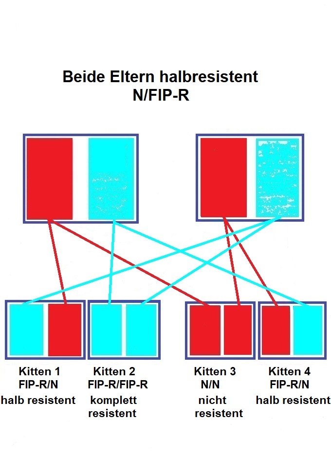 FIP-R Vererbung