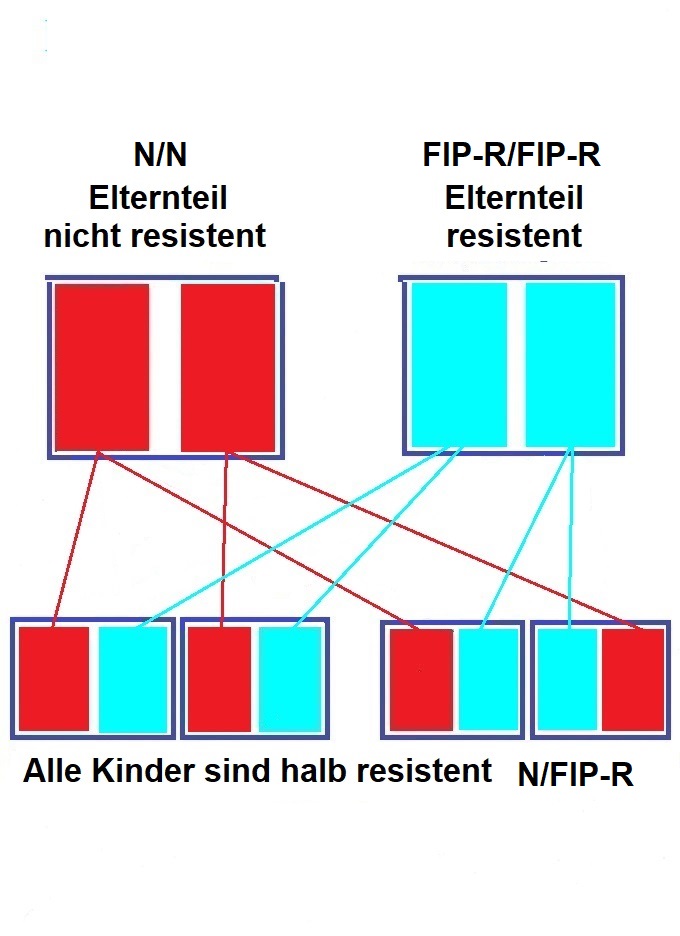 FIP-R Vererbung