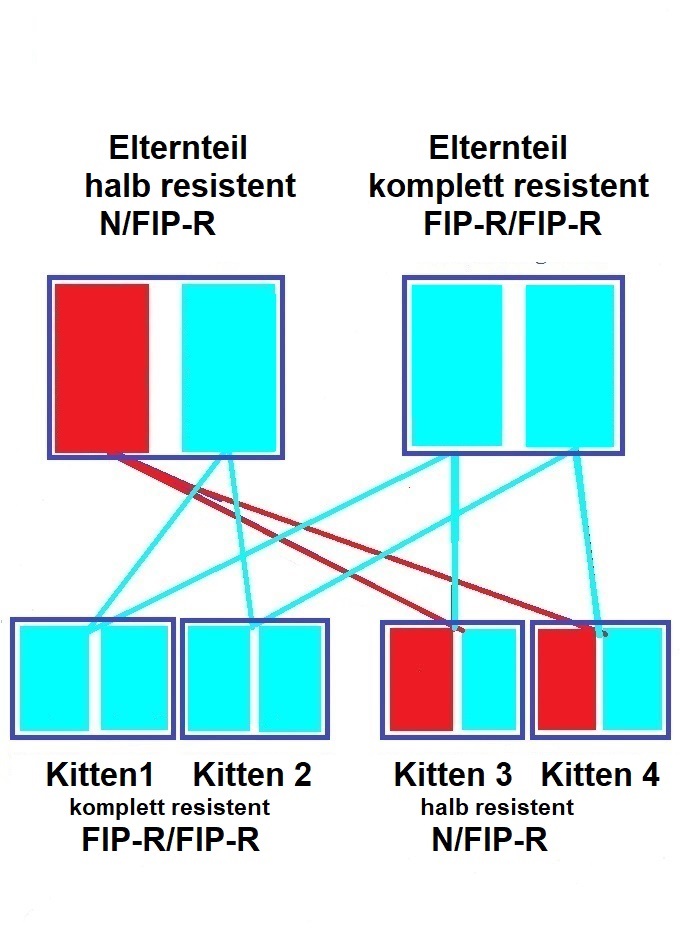 FIP-R Vererbung