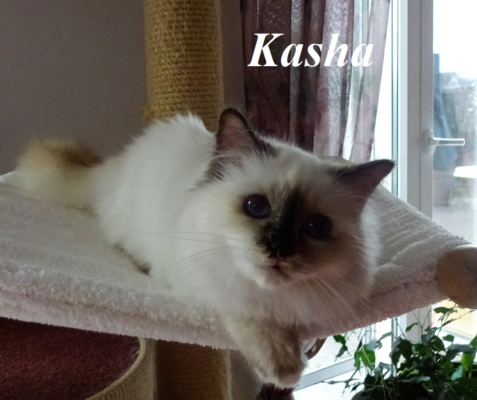 Kasha the cosy Beauty – Heilige Birma, Chocolate Tortie Point