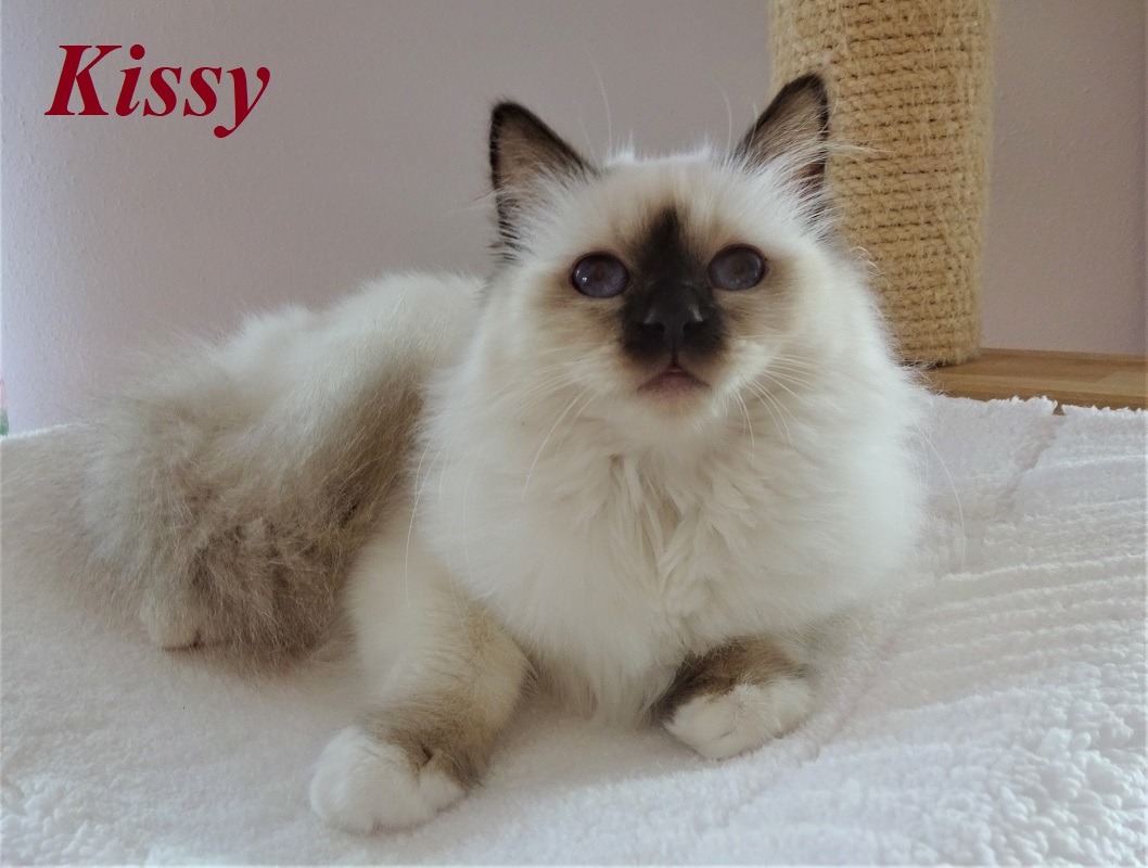 Kissy the cosy Beauty – Heilige Birma, Chocolate Point – Foto 3