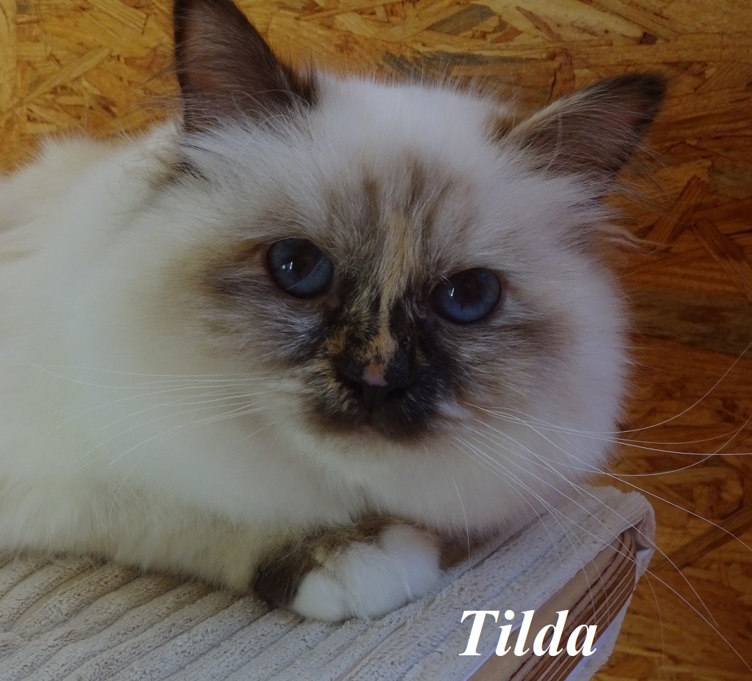 Tilda the cosy One – Heilige Birma, Chocolate Tortie Point – Foto 2