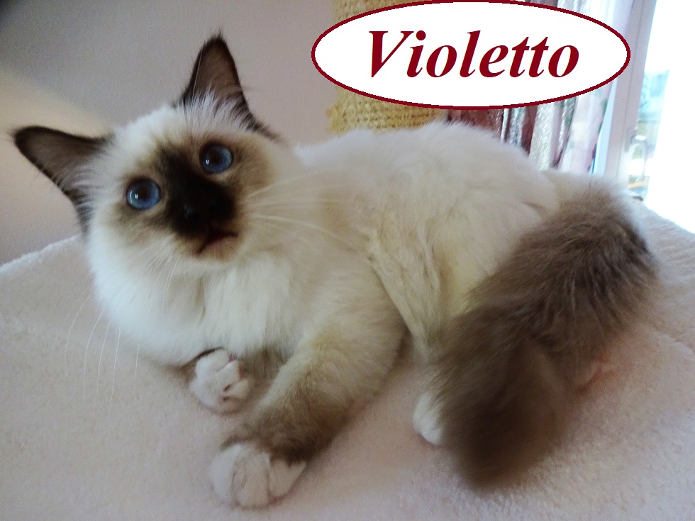 Violetto the cosy One