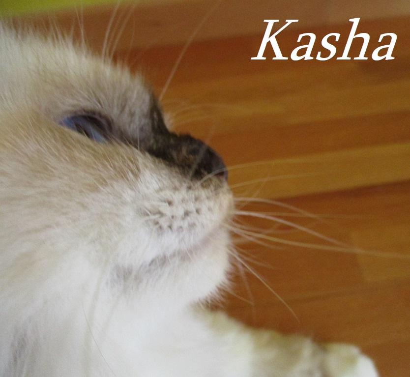 Kasha the cosy Beauty – Heilige Birma, Chocolate Tortie Point – Foto 2