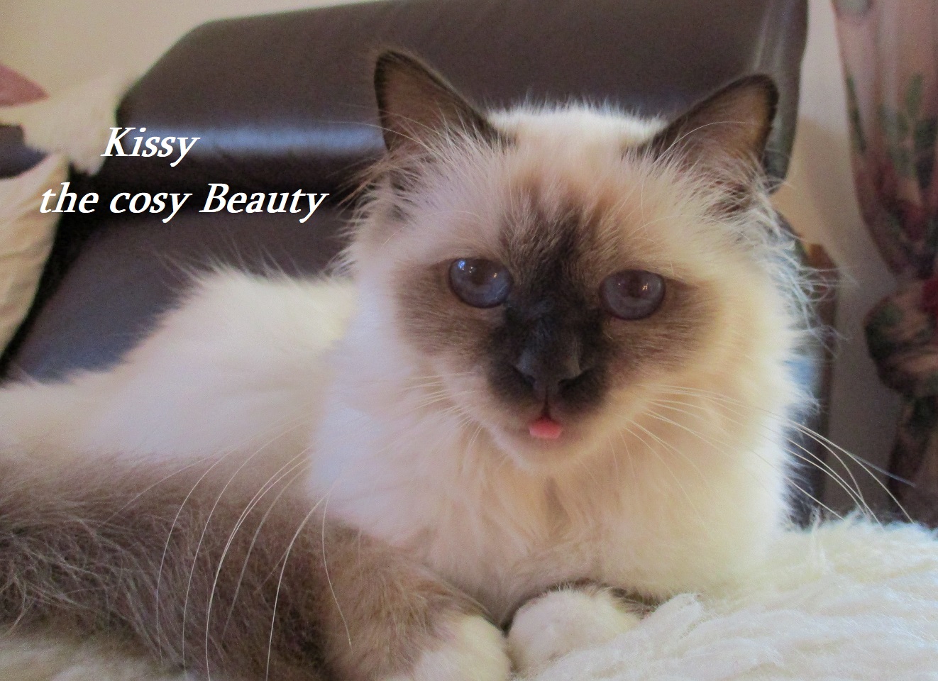 Kissy the cosy Beauty