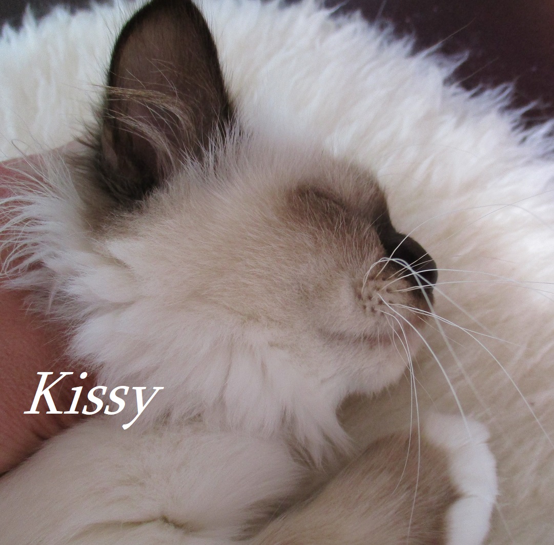Kissy the cosy Beauty – Heilige Birma, Chocolate Point – Foto 2