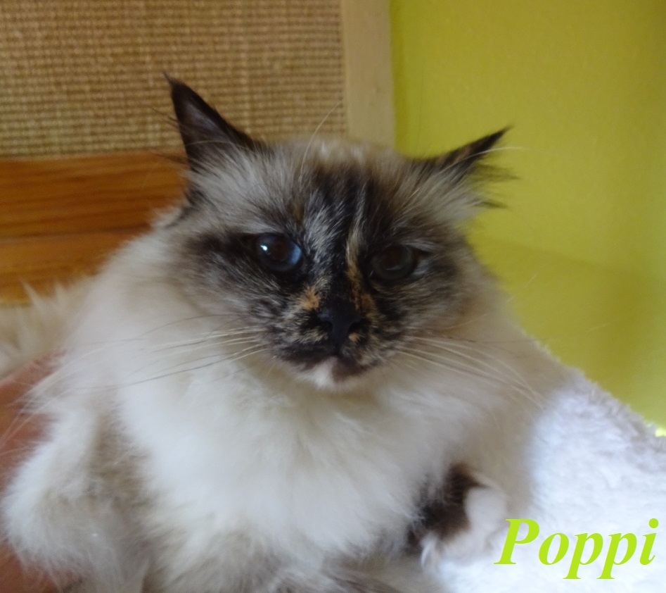 Poppi the cosy One – Heilige Birma, Seal Tortie Point