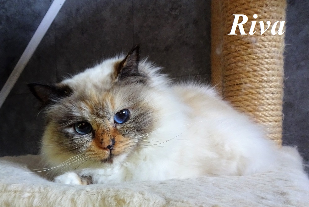 Riva the cosy One – Heilige Birma – Foto 2