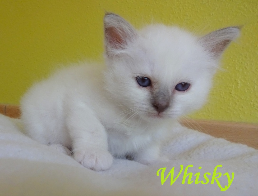 Whisky – Birma (Heilige Birma) Kitten, Lilac Point – Foto 2