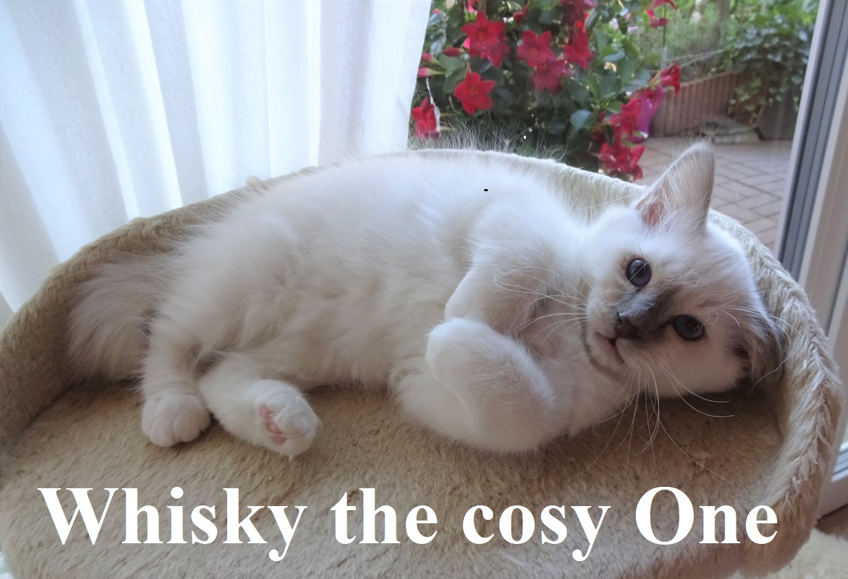 Whisky
