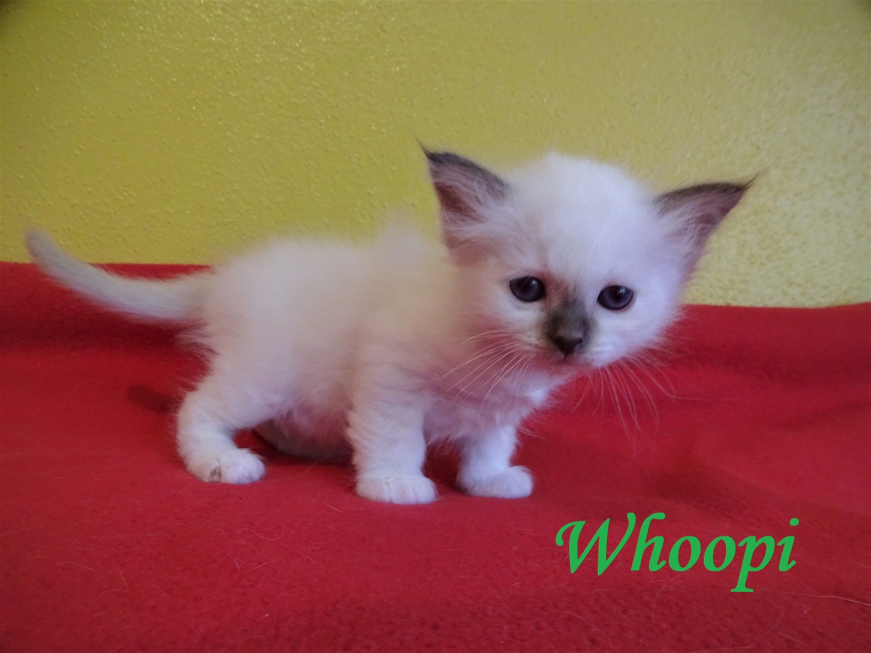 Whoopi – Birma (Heilige Birma) Kitten, Chocolate Point – Foto 2