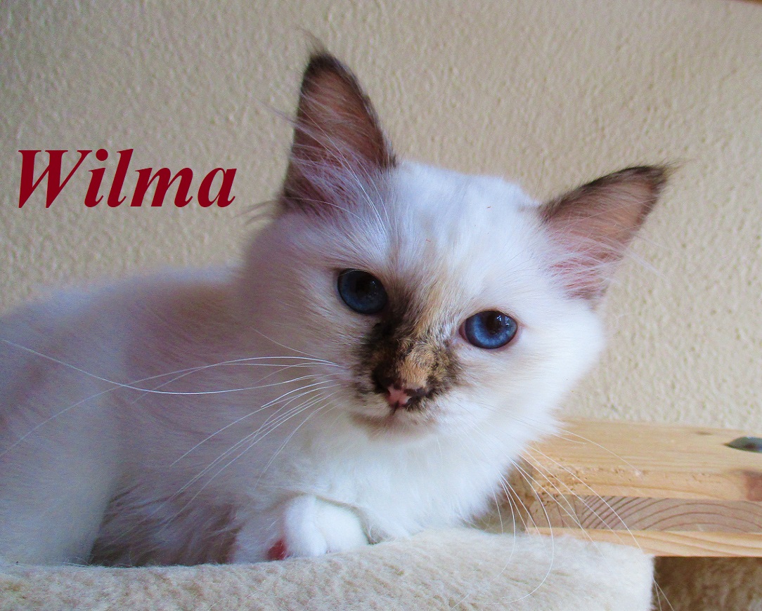 Wilma