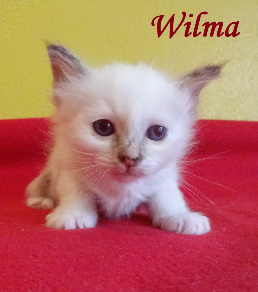 Wilma – Birma (Heilige Birma) Kitten, Chocolate Tortie Point – Foto 2