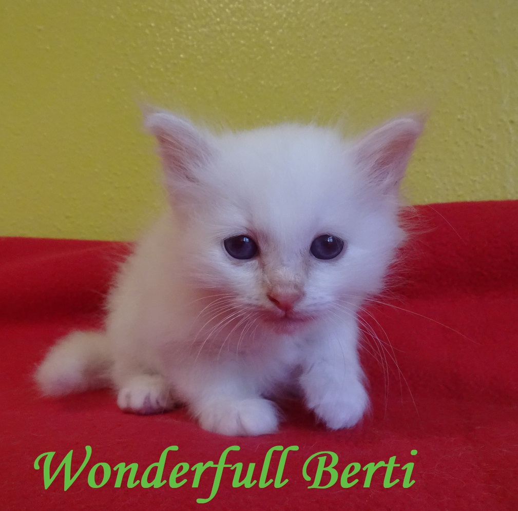 Wonderful Berti the cosy One – Birma (Heilige Birma) Kitten, Cream Point – Foto 2