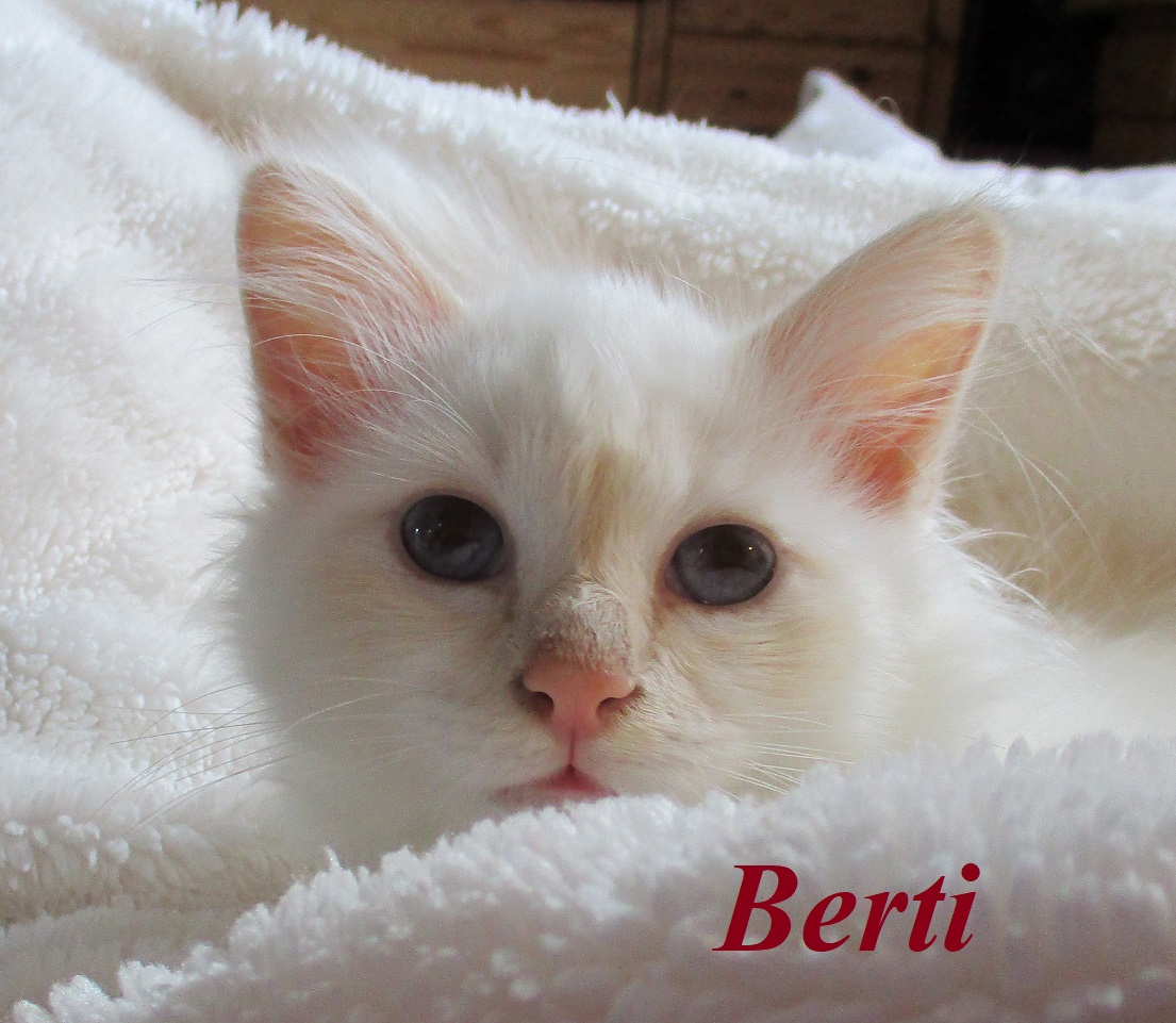 Wonderful Berti the cosy One