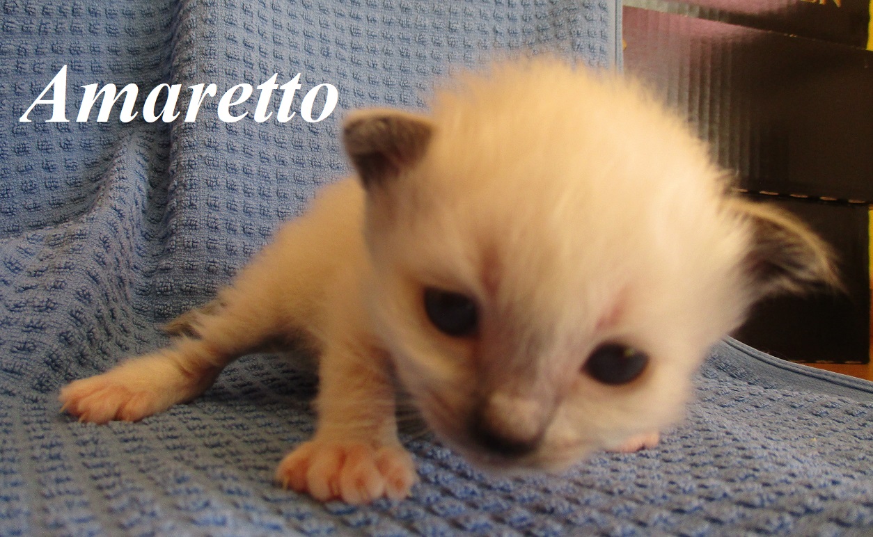 Amaretto – Birma (Heilige Birma) Kitten, Seal Point – Foto 3