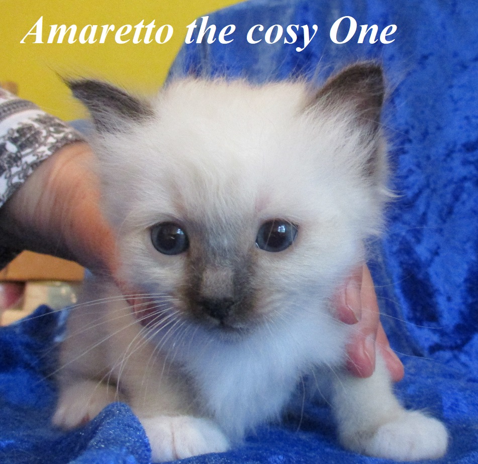 Amaretto – Birma (Heilige Birma) Kitten, Seal Point – Foto 2