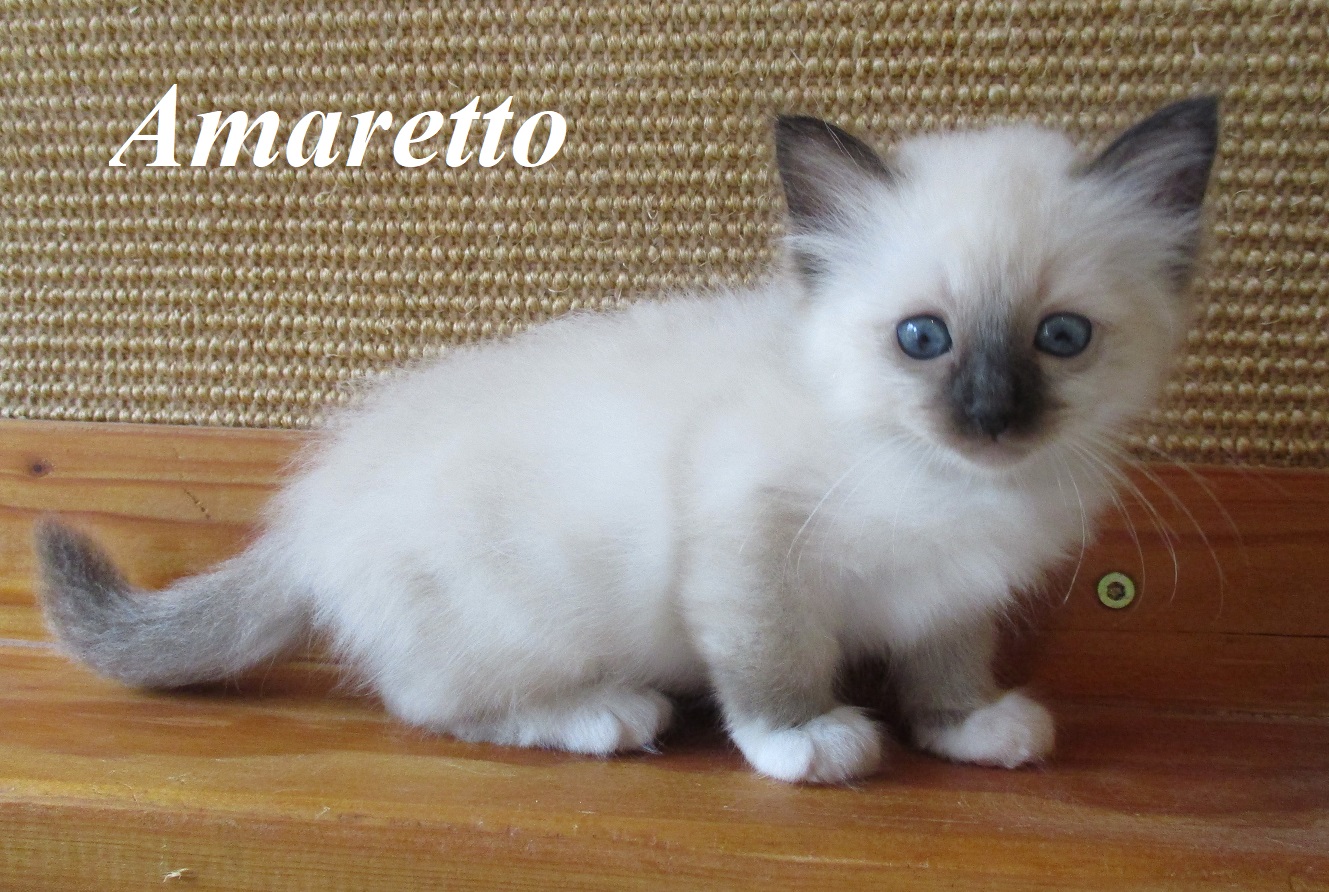 Amaretto