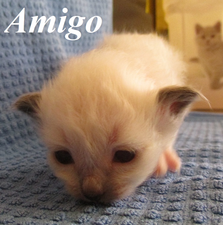Amigo – Birma (Heilige Birma) Kitten, Seal Point – Foto 2