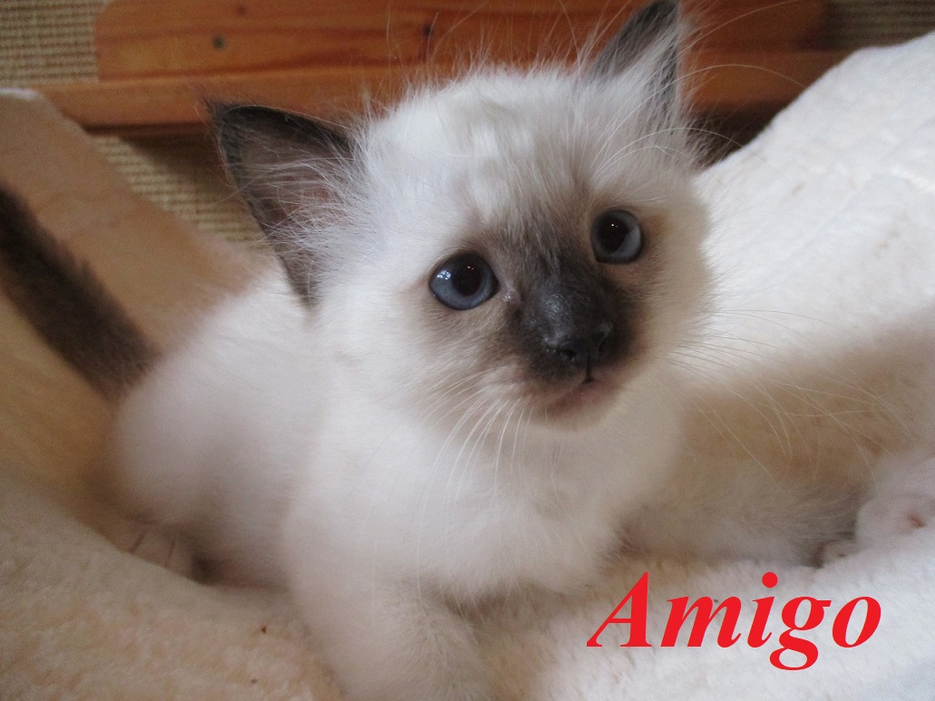 Amigo