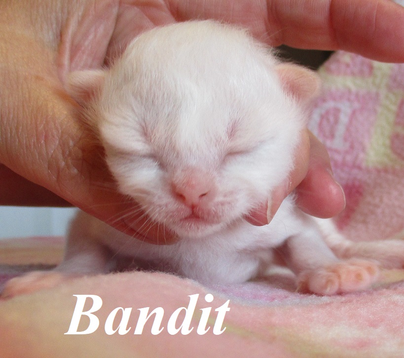 Bandit the cosy One – Birma (Heilige Birma) Kitten, Red Point – Foto 4