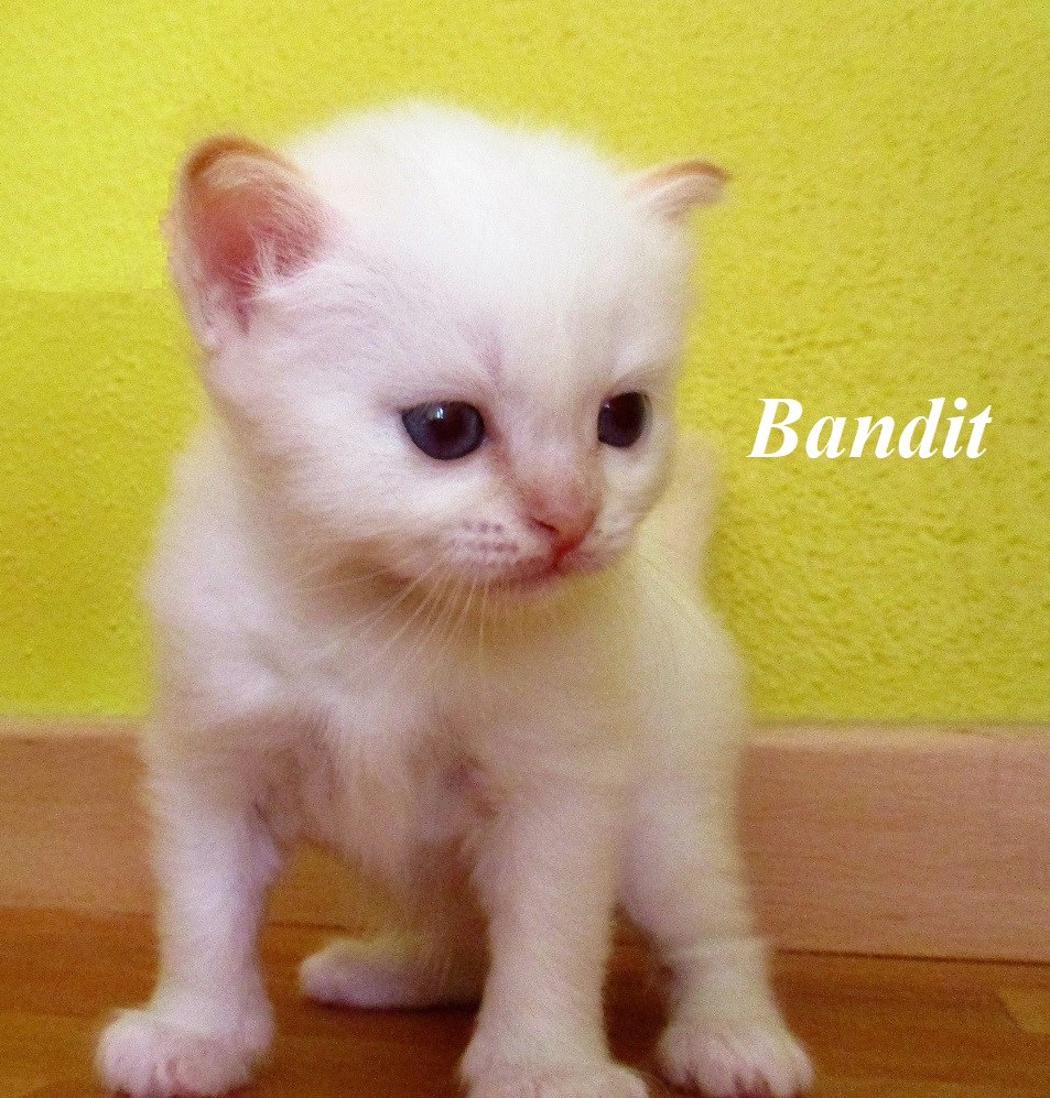 Bandit the cosy One – Birma (Heilige Birma) Kitten, Red Point – Foto 3
