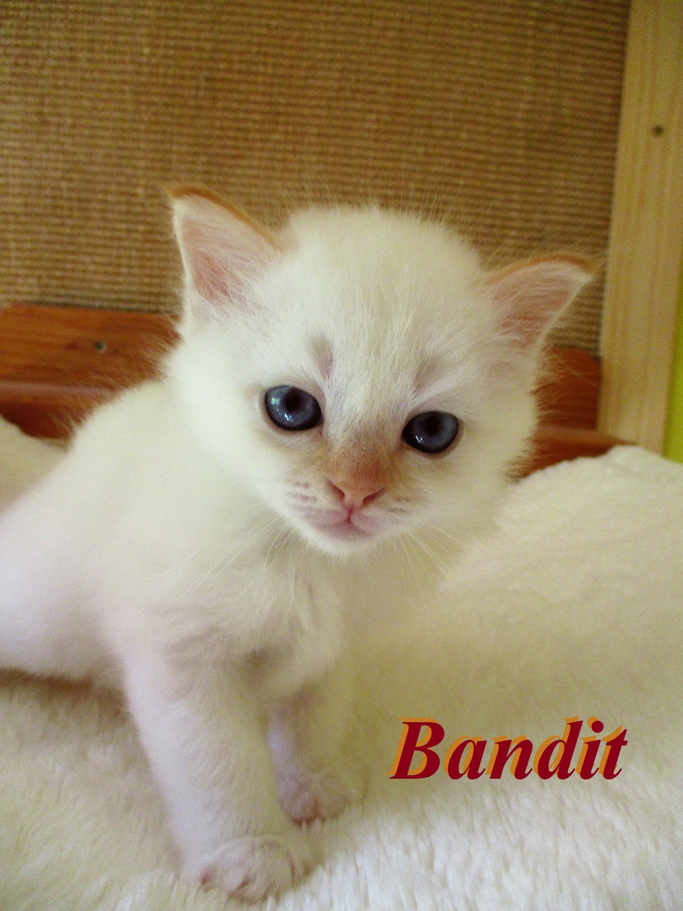 Bandit the cosy One – Birma (Heilige Birma) Kitten, Red Point – Foto 2