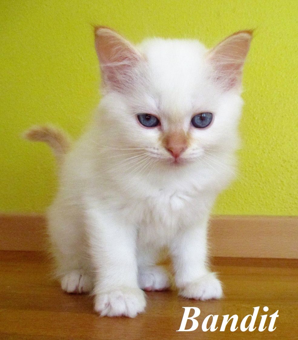 Bandit the cosy One