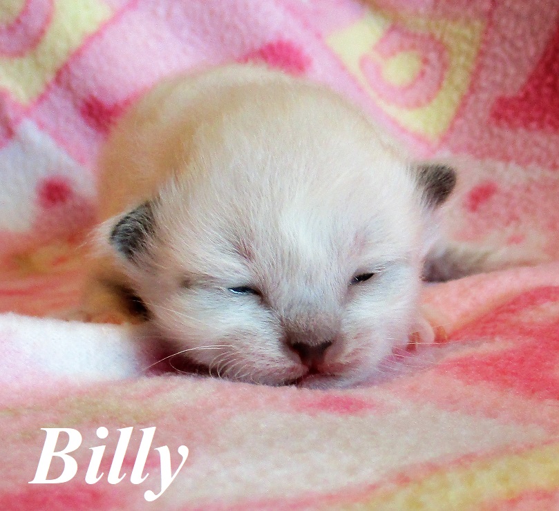Billy – Birma (Heilige Birma) Kitten, Seal Point – Foto 4